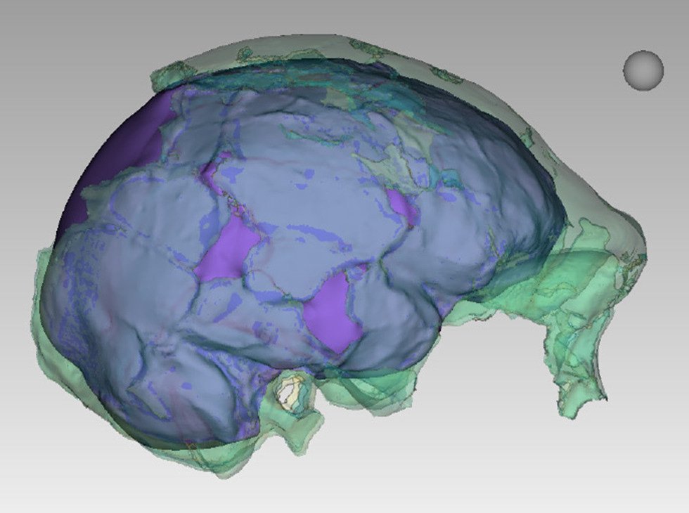 Digital reconstruction of Homo naledi skull endocranial volume of 610 cc