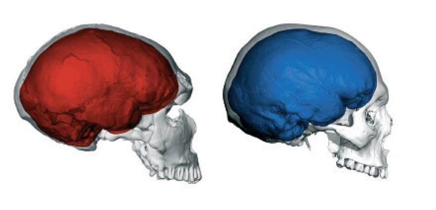 neanderthals-v-people